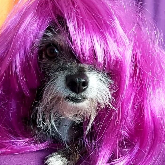 38 pessoas estão compartilhando fotos de seus cães usando perucas 21