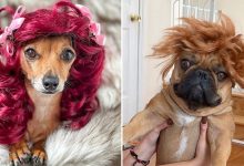 38 pessoas estão compartilhando fotos de seus cães usando perucas 16