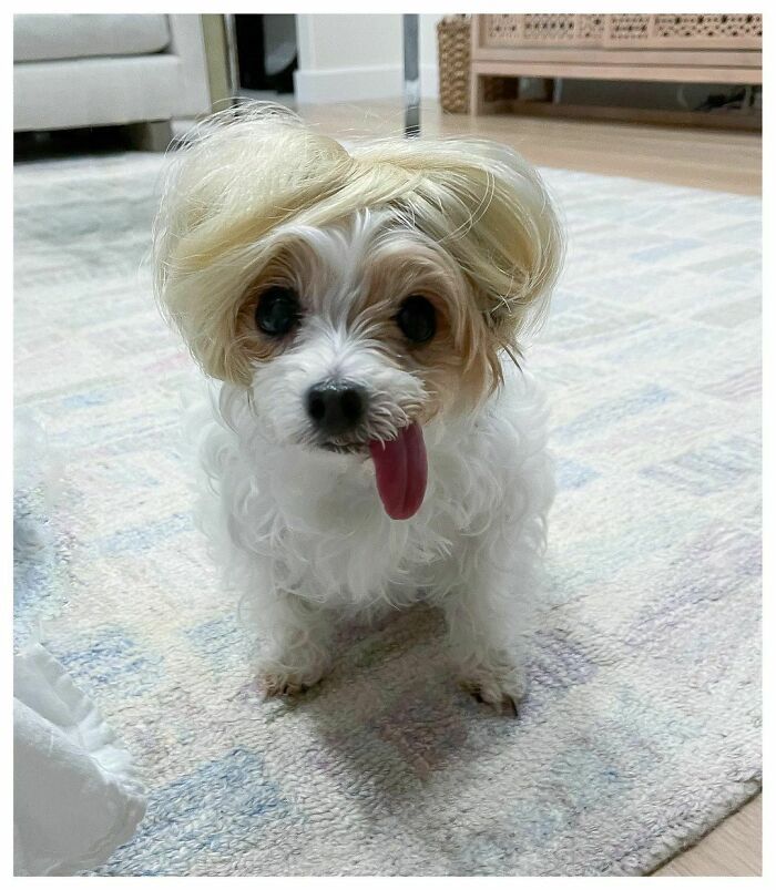 38 pessoas estão compartilhando fotos de seus cães usando perucas 23