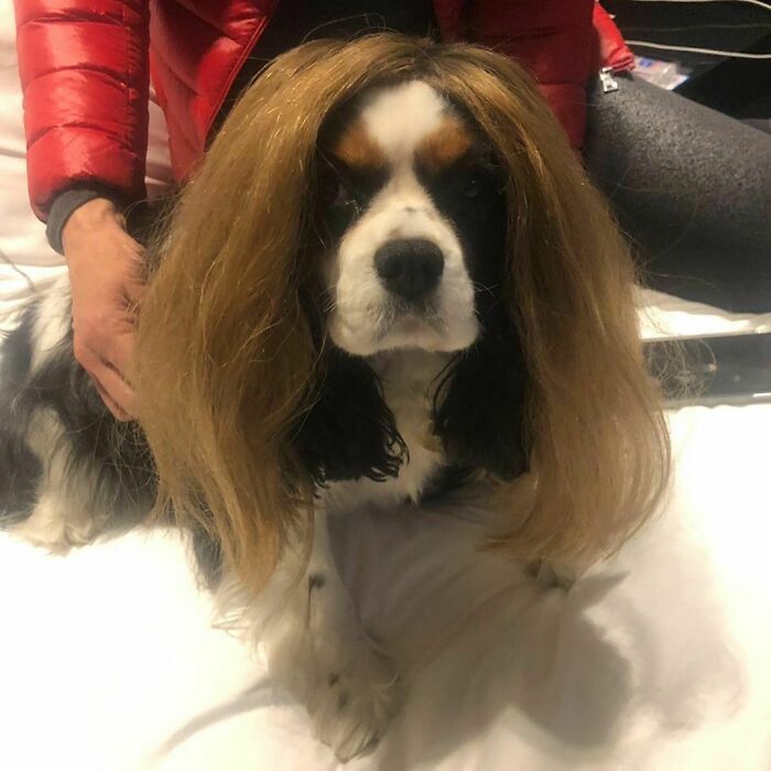 38 pessoas estão compartilhando fotos de seus cães usando perucas 24