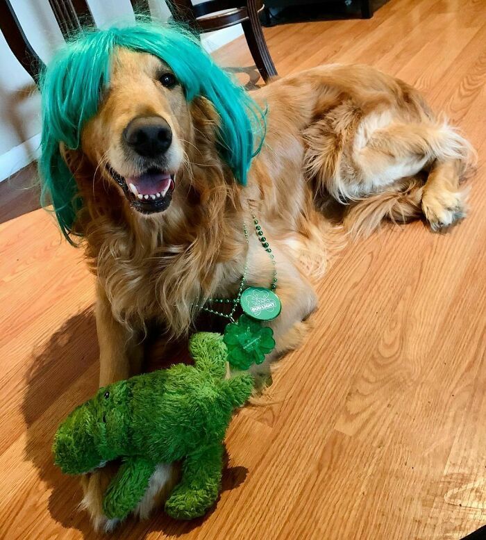 38 pessoas estão compartilhando fotos de seus cães usando perucas 27