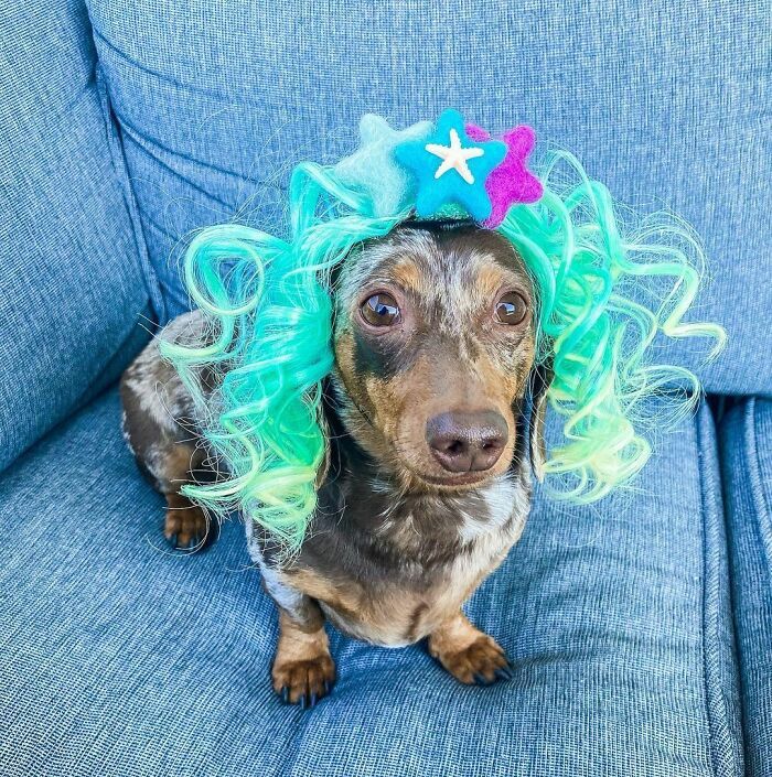 38 pessoas estão compartilhando fotos de seus cães usando perucas 30