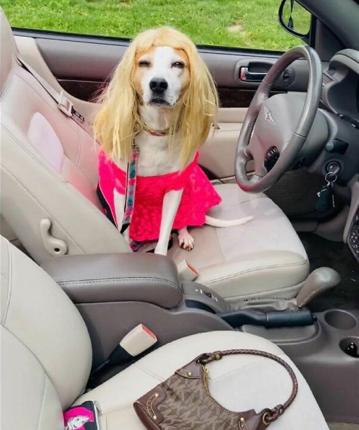 38 pessoas estão compartilhando fotos de seus cães usando perucas 38
