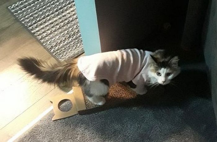 19 pessoas que pensaram fora da caixinha 9