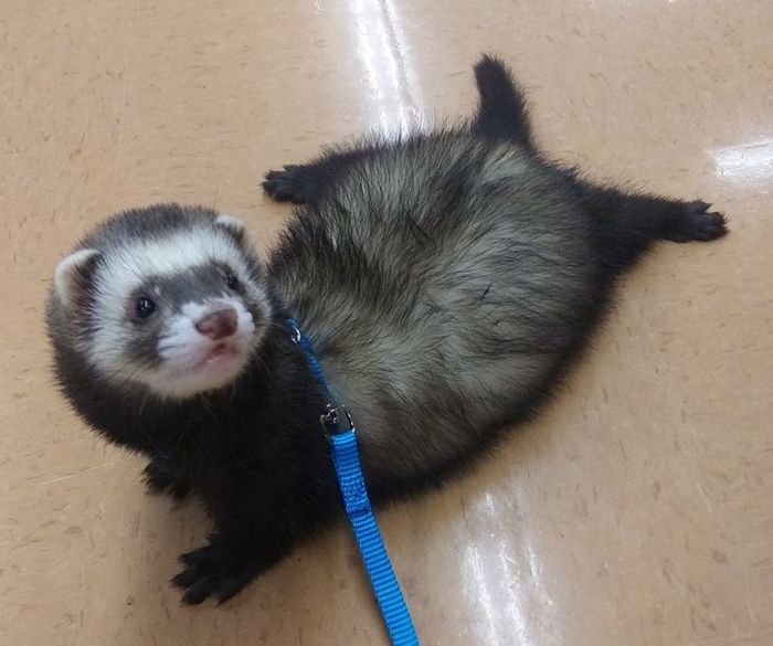 20 animais diferentes que podem fazer parte da sua família 1