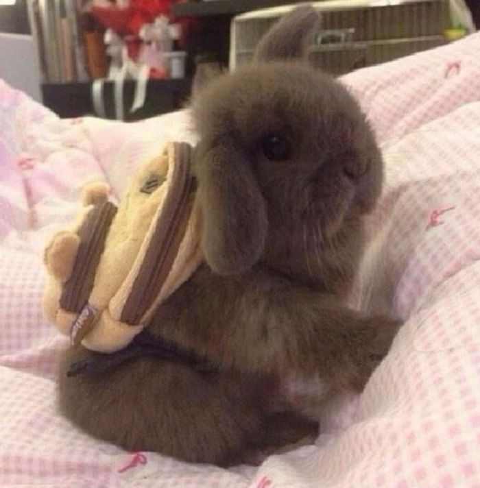 20 animais diferentes que podem fazer parte da sua família 2