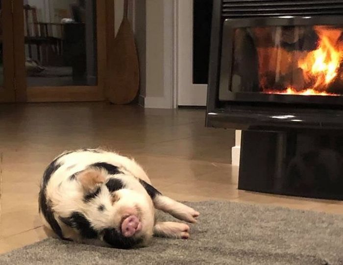 20 animais diferentes que podem fazer parte da sua família 3