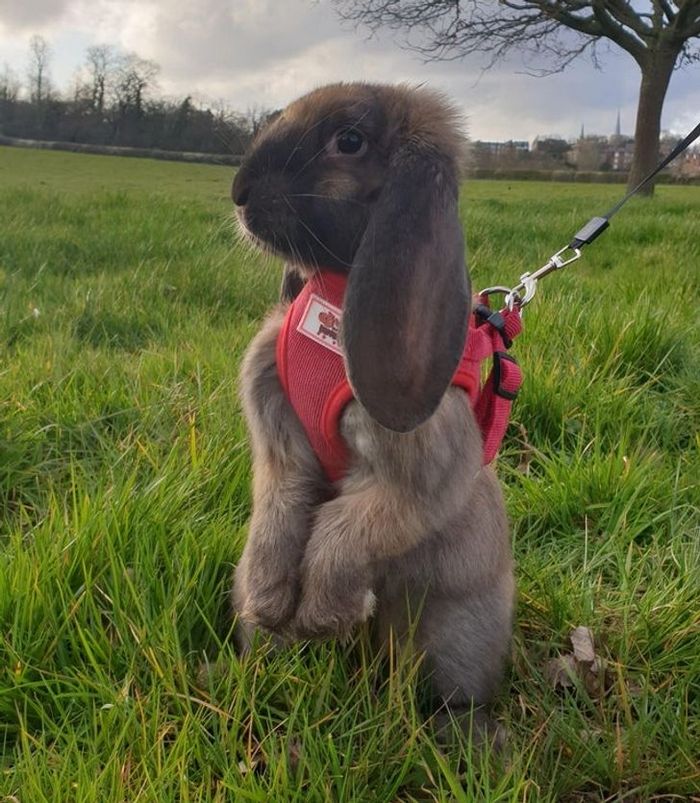 20 animais diferentes que podem fazer parte da sua família 5
