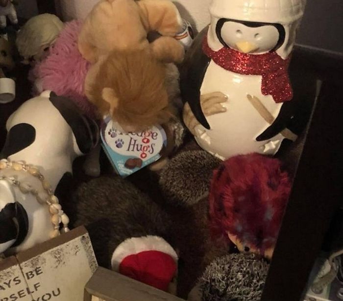 20 animais diferentes que podem fazer parte da sua família 7