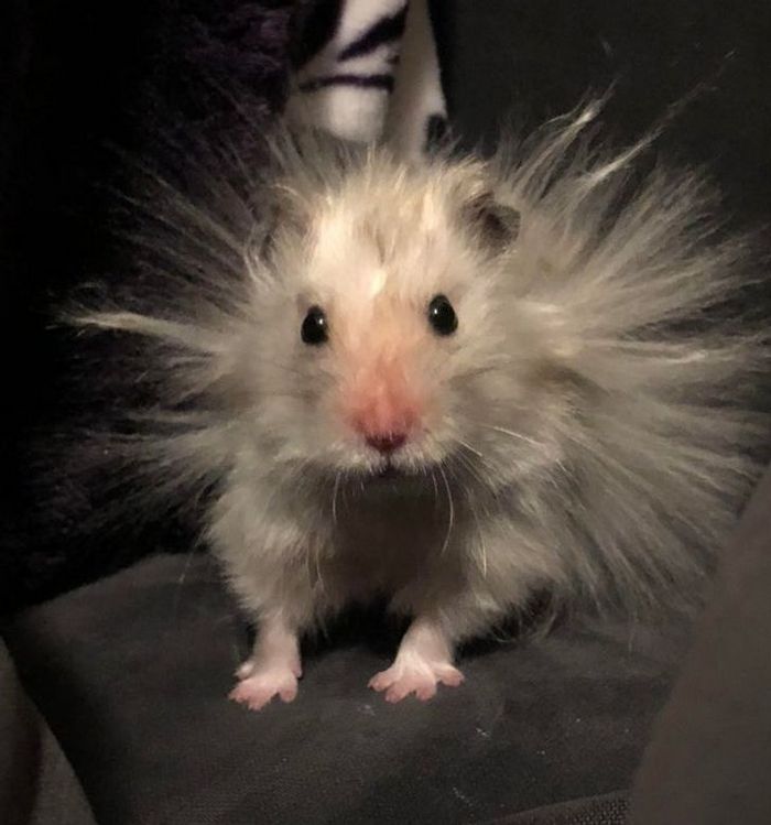 20 animais diferentes que podem fazer parte da sua família 8