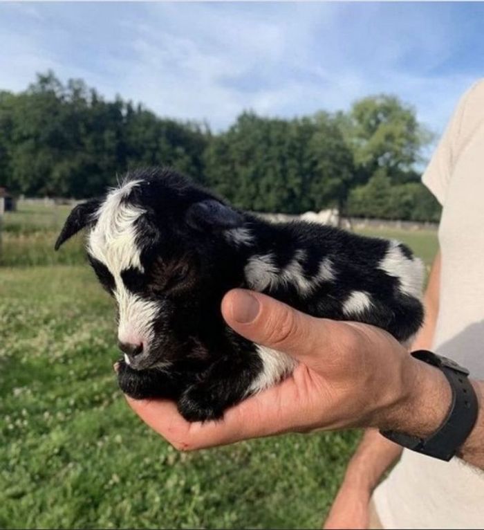 20 animais diferentes que podem fazer parte da sua família 9