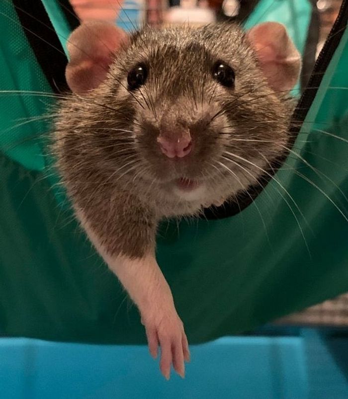 20 animais diferentes que podem fazer parte da sua família 11