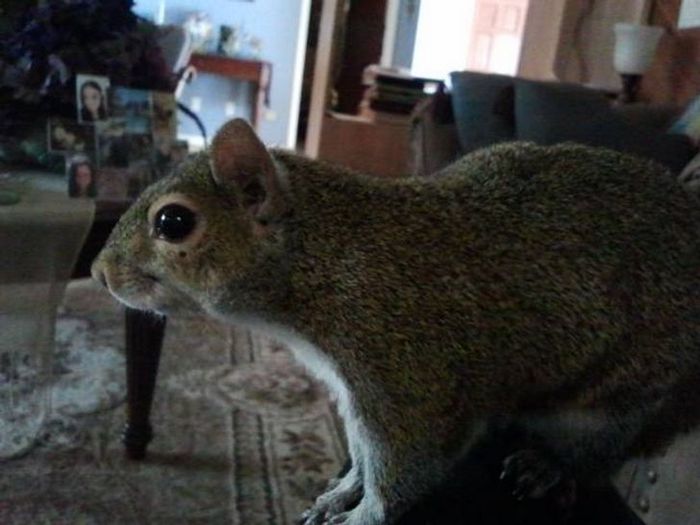 20 animais diferentes que podem fazer parte da sua família 12