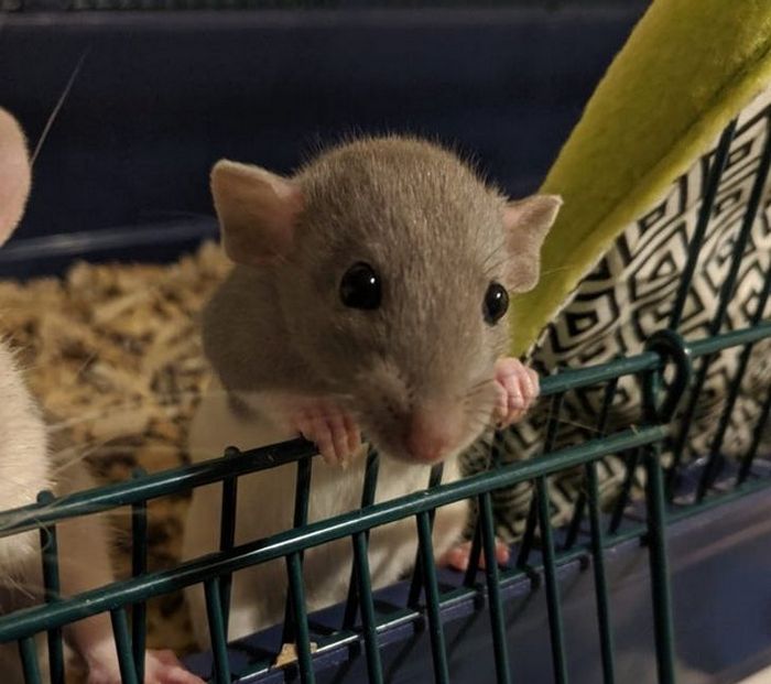 20 animais diferentes que podem fazer parte da sua família 13