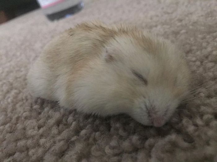 20 animais diferentes que podem fazer parte da sua família 15