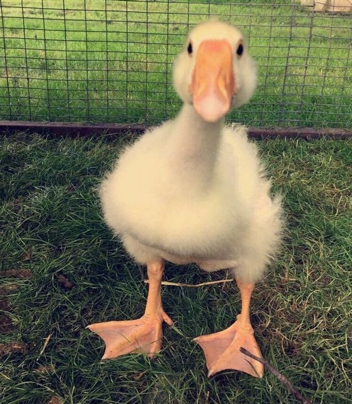 20 animais diferentes que podem fazer parte da sua família 16