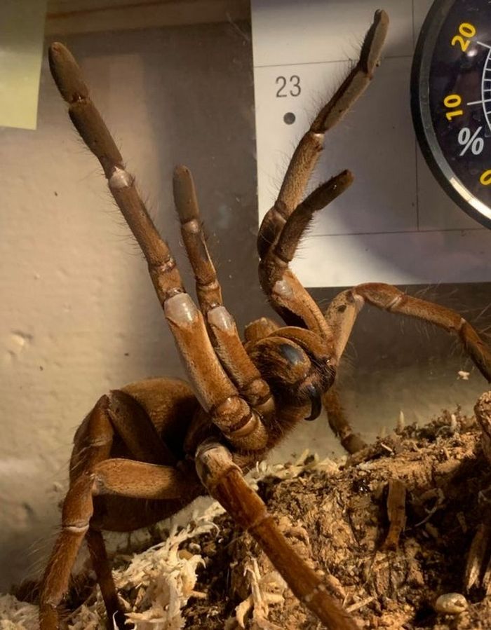 20 animais diferentes que podem fazer parte da sua família 20