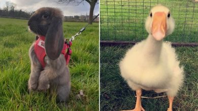 20 animais diferentes que podem fazer parte da sua família 31