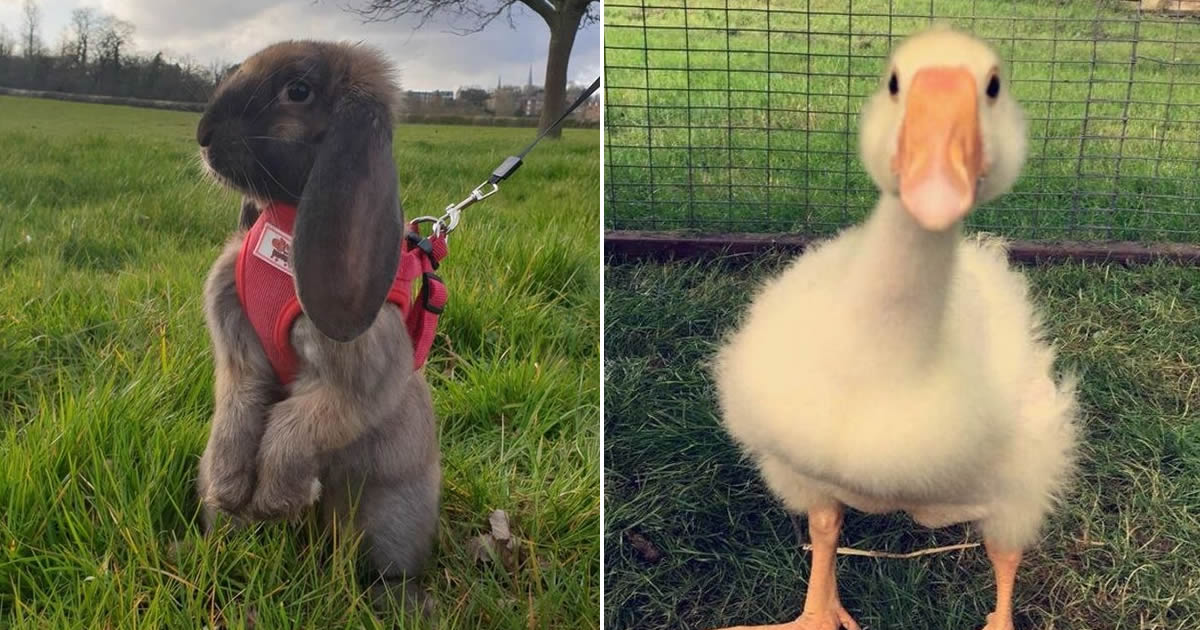 20 animais diferentes que podem fazer parte da sua família