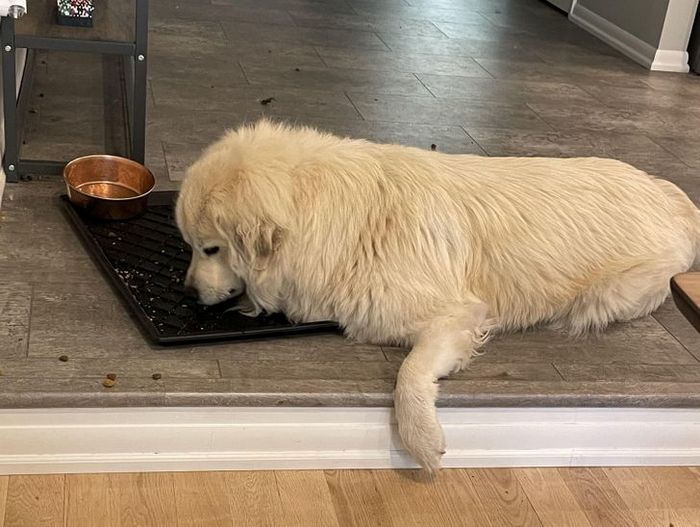 20 animais que provaram que falta de jeito é o código da fofura 1