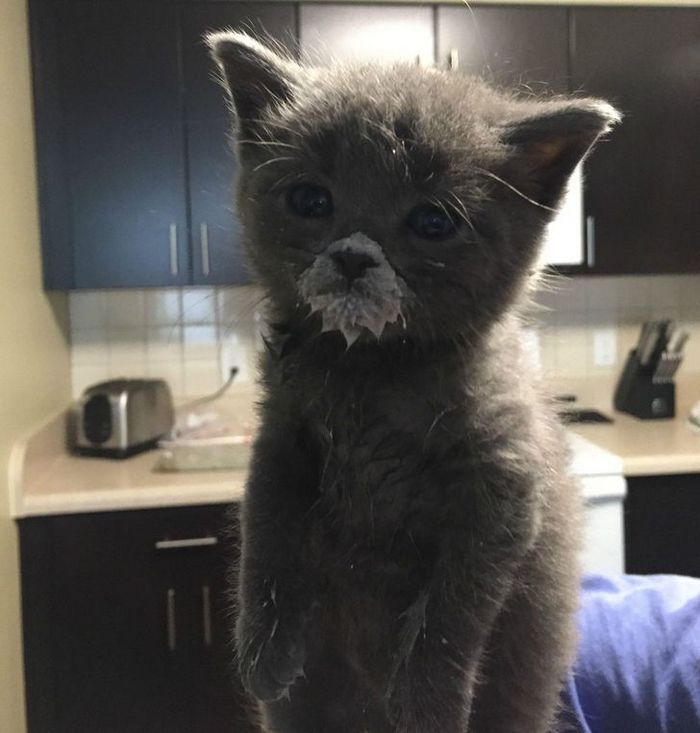 20 animais que provaram que falta de jeito é o código da fofura 2