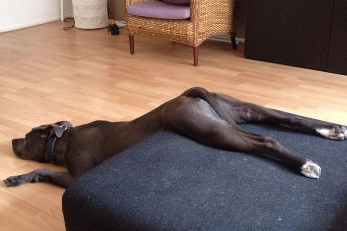 20 animais que provaram que falta de jeito é o código da fofura 3