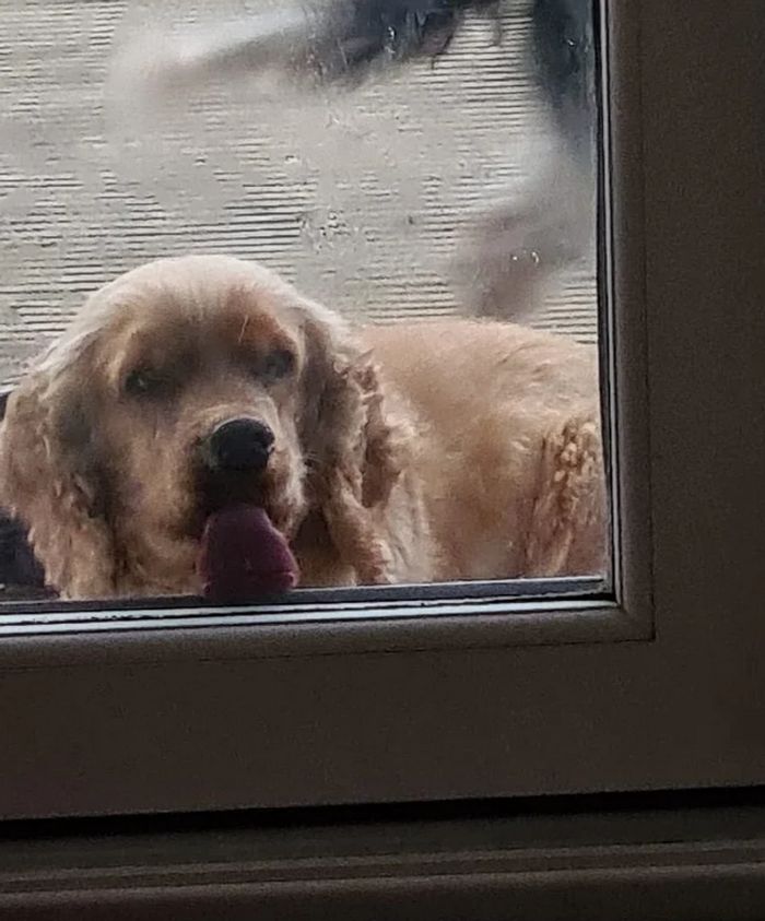 20 animais que provaram que falta de jeito é o código da fofura 4