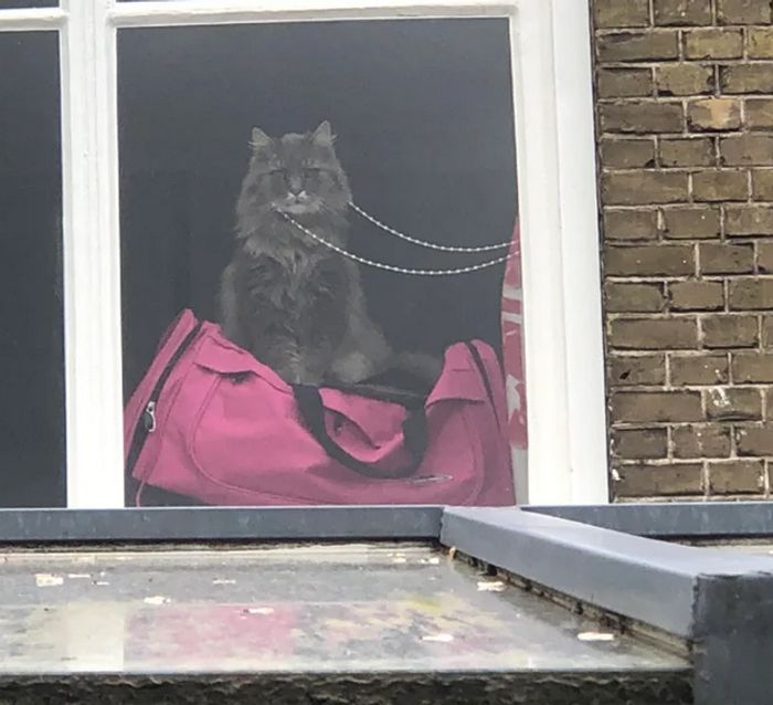 20 animais que provaram que falta de jeito é o código da fofura 6