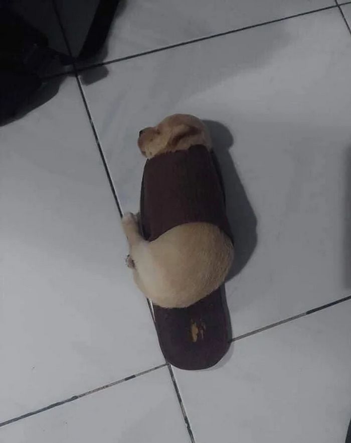 20 animais que provaram que falta de jeito é o código da fofura 8