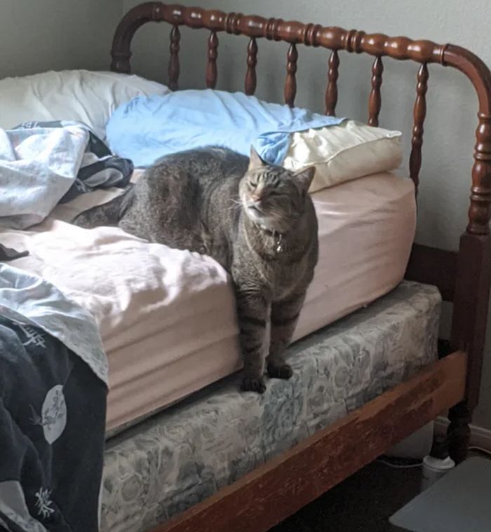 20 animais que provaram que falta de jeito é o código da fofura 9