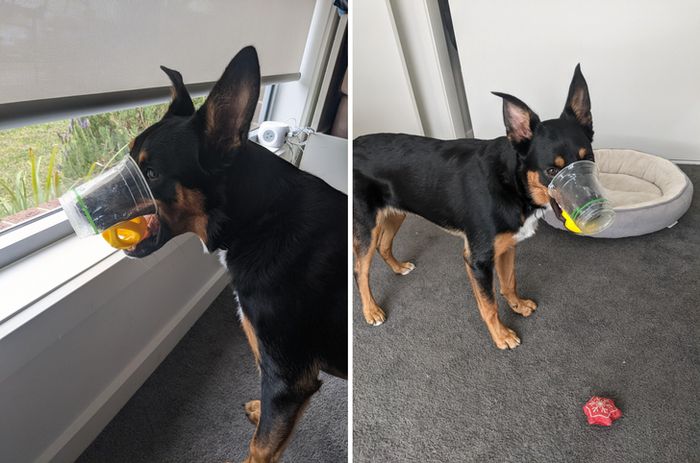 20 animais que provaram que falta de jeito é o código da fofura 11