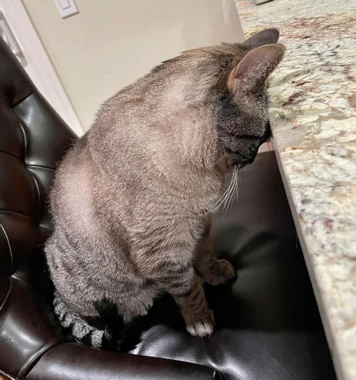 20 animais que provaram que falta de jeito é o código da fofura 12