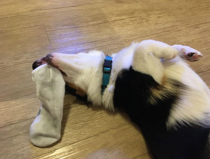 20 animais que provaram que falta de jeito é o código da fofura 13