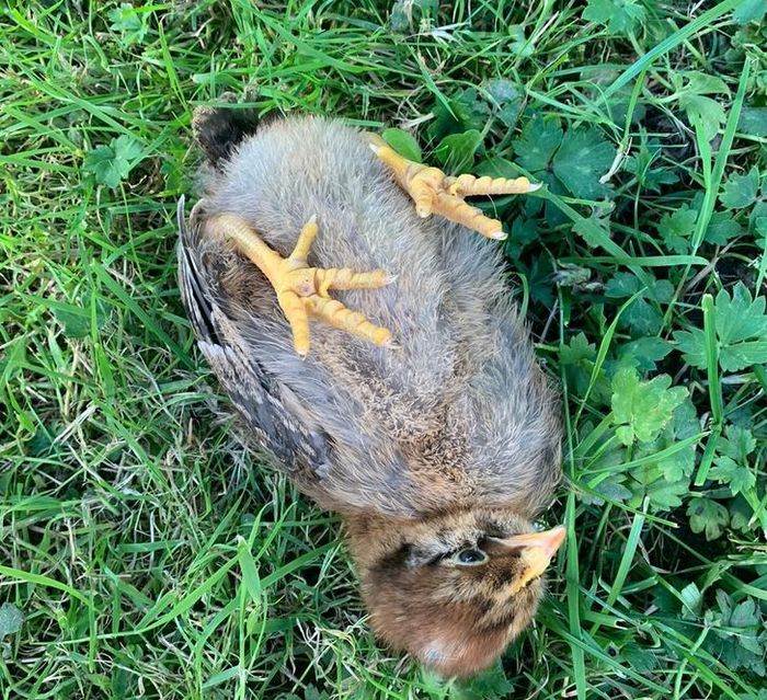 20 animais que provaram que falta de jeito é o código da fofura 14