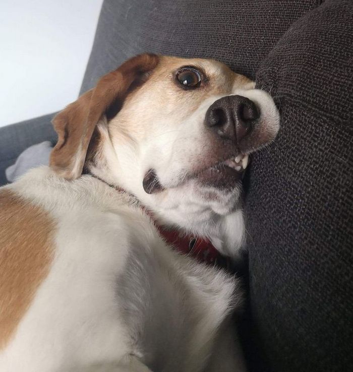 20 animais que provaram que falta de jeito é o código da fofura 15