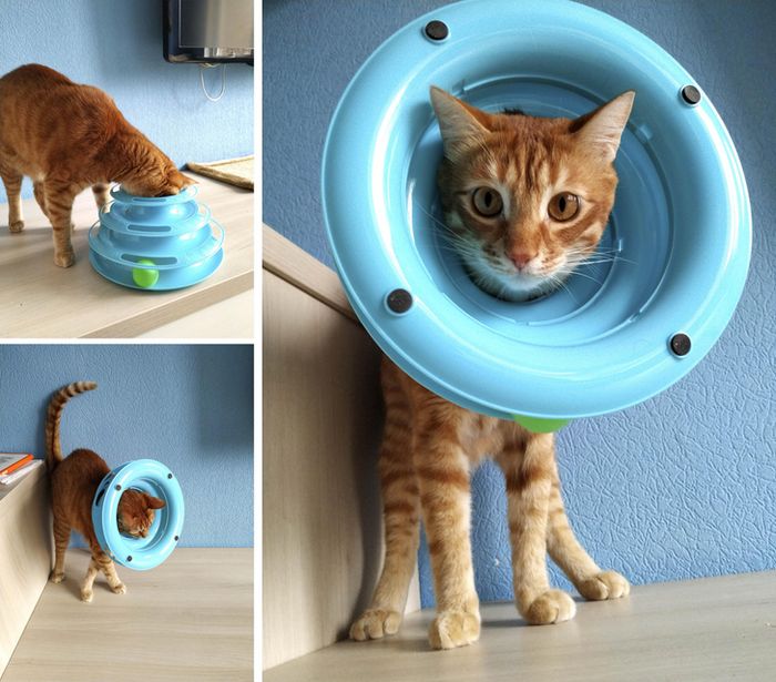 20 animais que provaram que falta de jeito é o código da fofura 16