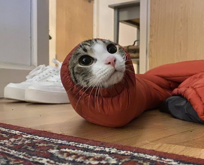 20 animais que provaram que falta de jeito é o código da fofura 20