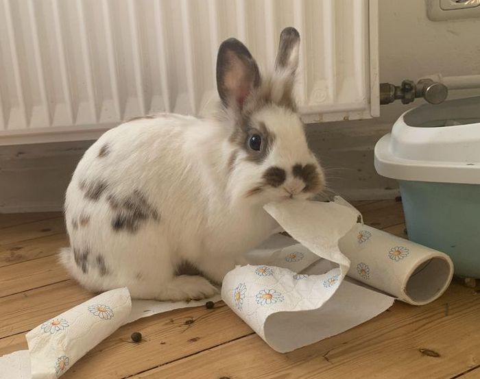 15 animais que se recusam a ser conhecidos como bons meninos e meninas 11 15 animais que se recusam a ser conhecidos como bons meninos e meninas 11