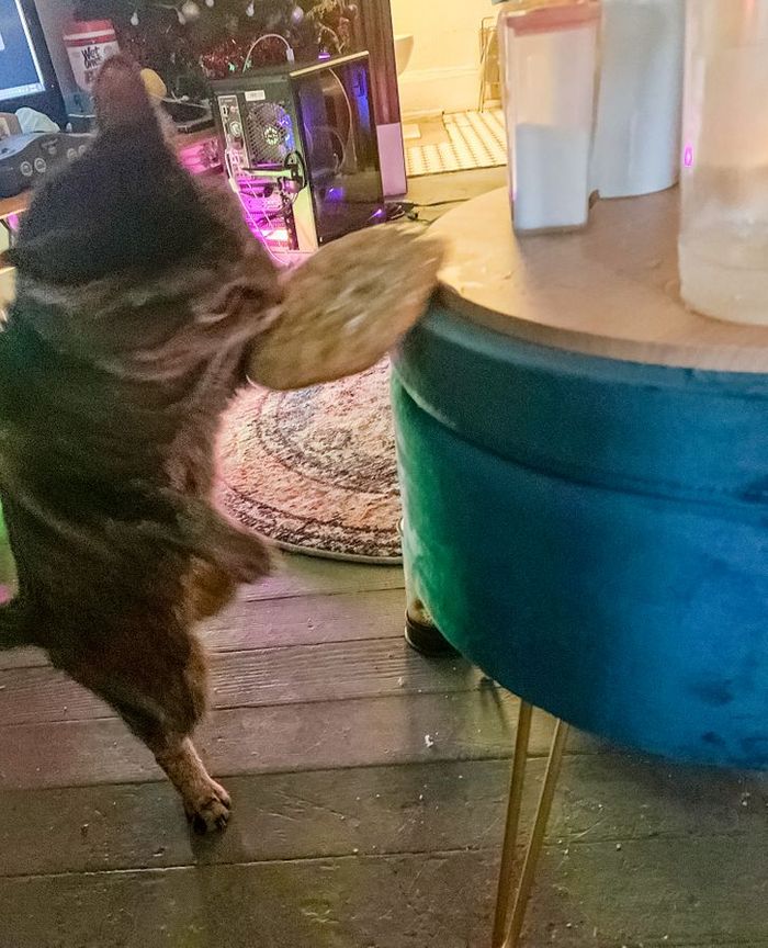 15 animais que se recusam a ser conhecidos como bons meninos e meninas 12 15 animais que se recusam a ser conhecidos como bons meninos e meninas 12