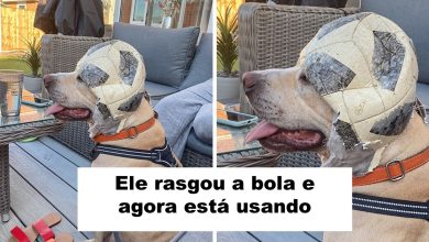 15 animais que se recusam a ser conhecidos como bons meninos e meninas 38