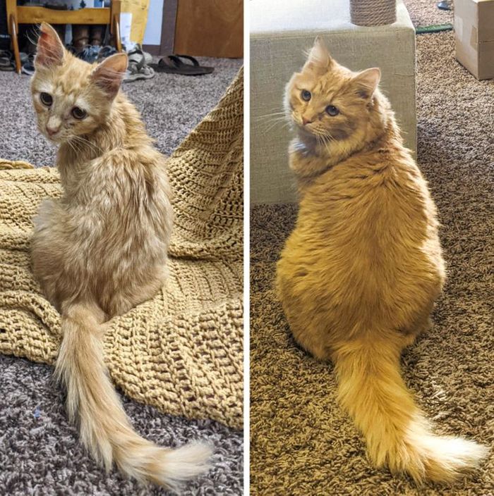 15 antes e depois de animais de estimação que foram resgatados 2