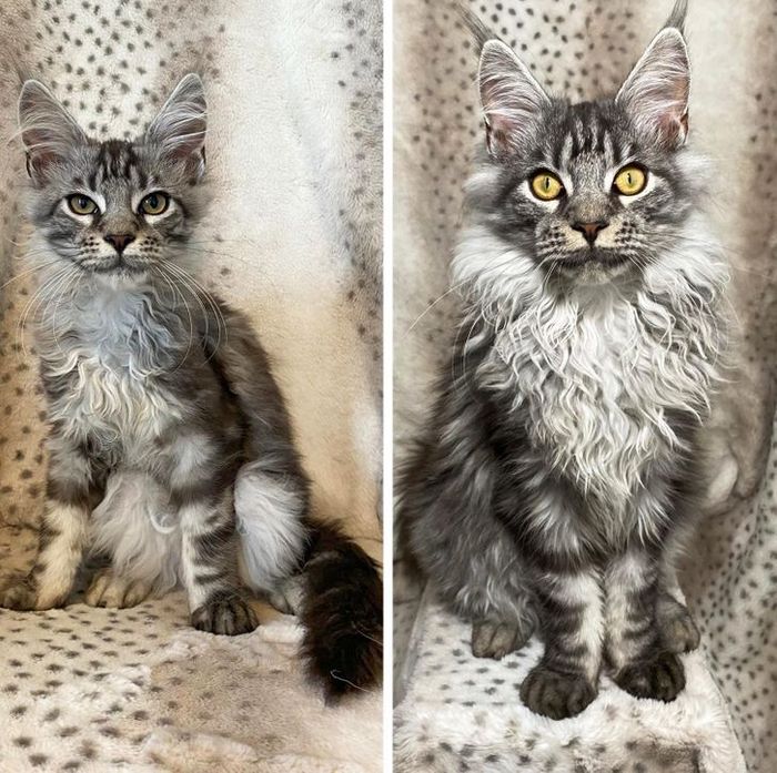 15 antes e depois de animais de estimação que foram resgatados 4