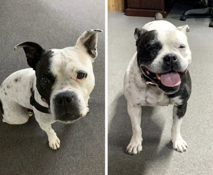15 antes e depois de animais de estimação que foram resgatados 6