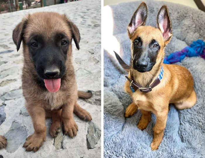 15 antes e depois de animais de estimação que foram resgatados 7