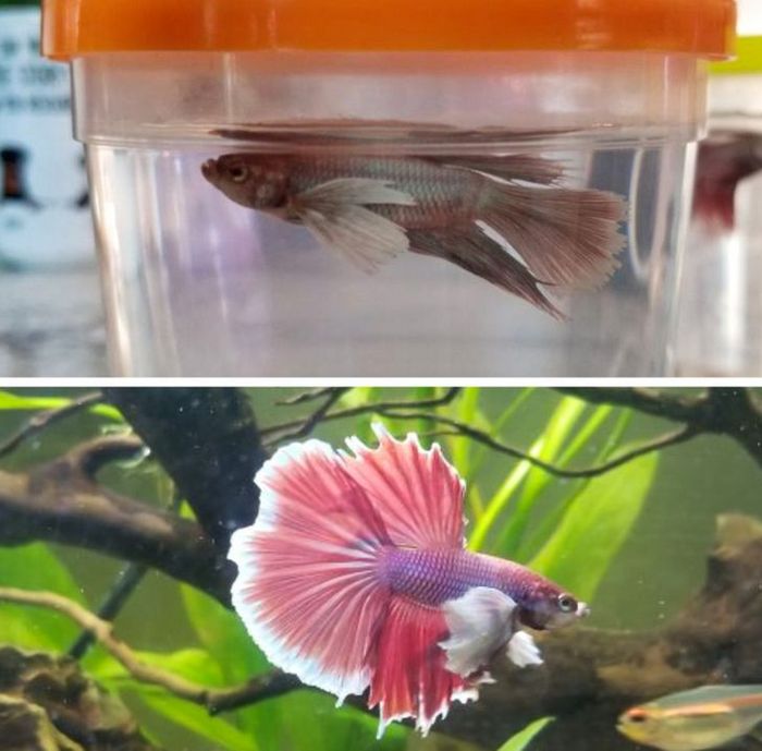 15 antes e depois de animais de estimação que foram resgatados 8