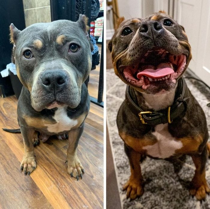 15 antes e depois de animais de estimação que foram resgatados 11