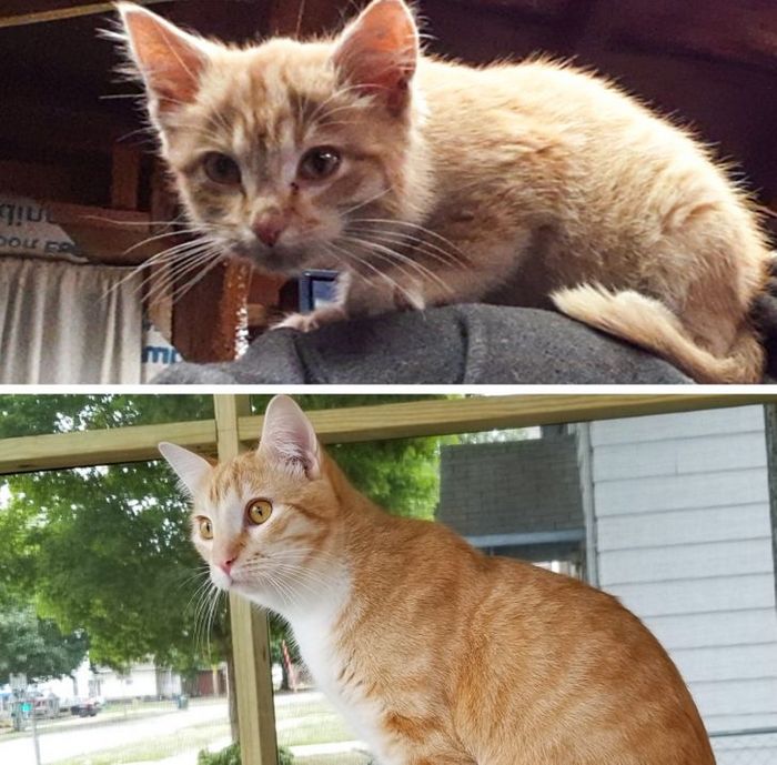 15 antes e depois de animais de estimação que foram resgatados 14