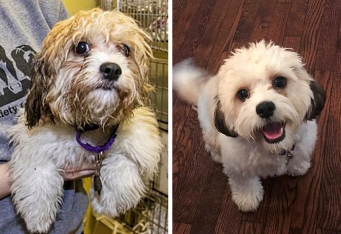 15 antes e depois de animais de estimação que foram resgatados 15