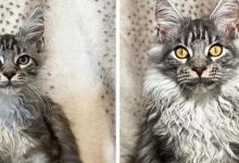 15 antes e depois de animais de estimação que foram resgatados 2