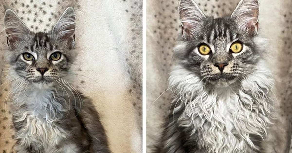 15 antes e depois de animais de estimação que foram resgatados